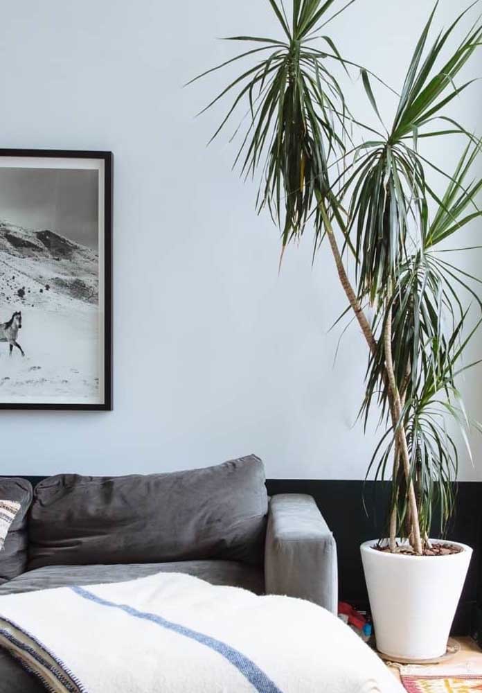 Plantas para sala: tipos, benefícios, dicas e fotos de decoração