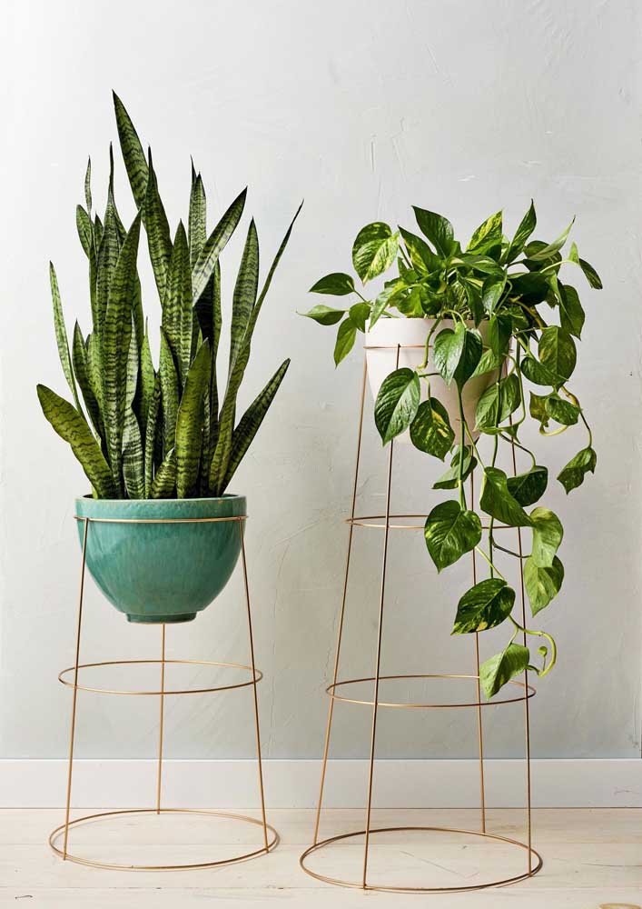 Plantas para sala: tipos, benefícios, dicas e fotos de decoração