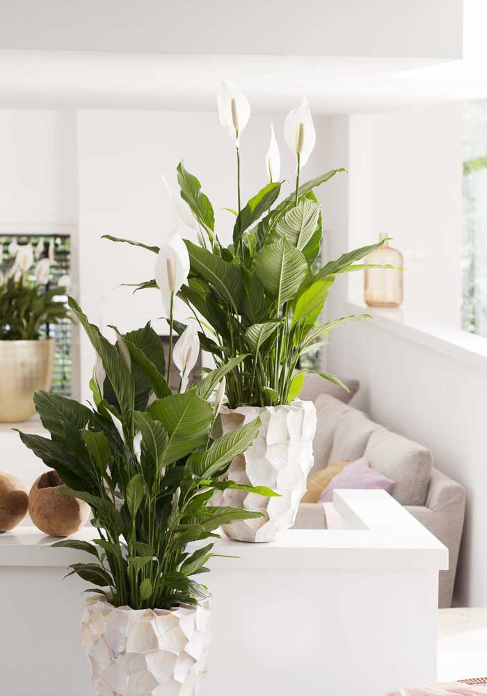 Plantas para sala: tipos, benefícios, dicas e fotos de decoração
