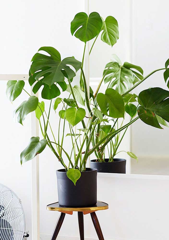 Plantas para sala: tipos, benefícios, dicas e fotos de decoração