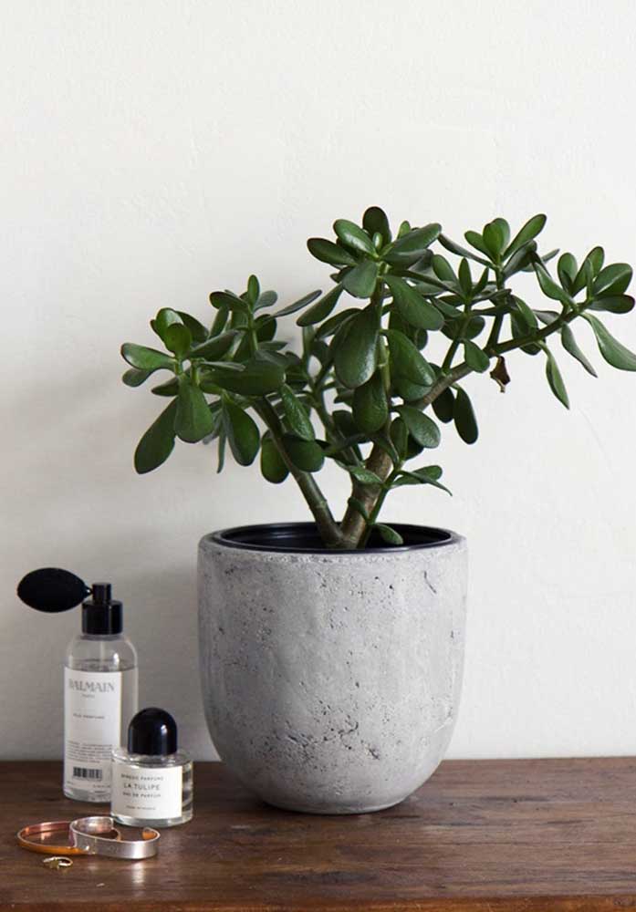 Plantas para sala: tipos, benefícios, dicas e fotos de decoração