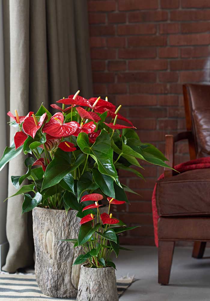 Plantas para sala: tipos, benefícios, dicas e fotos de decoração