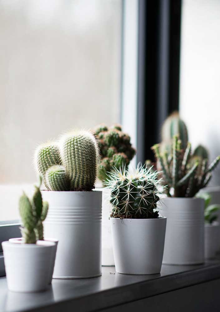 Plantas para sala: tipos, benefícios, dicas e fotos de decoração