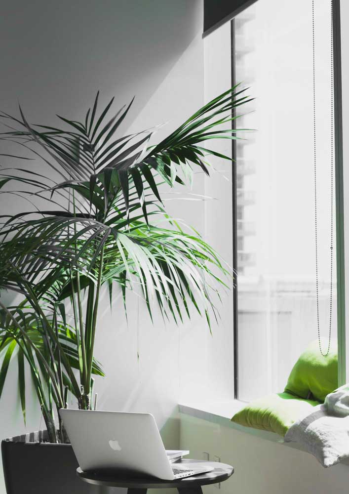 Plantas para sala: tipos, benefícios, dicas e fotos de decoração