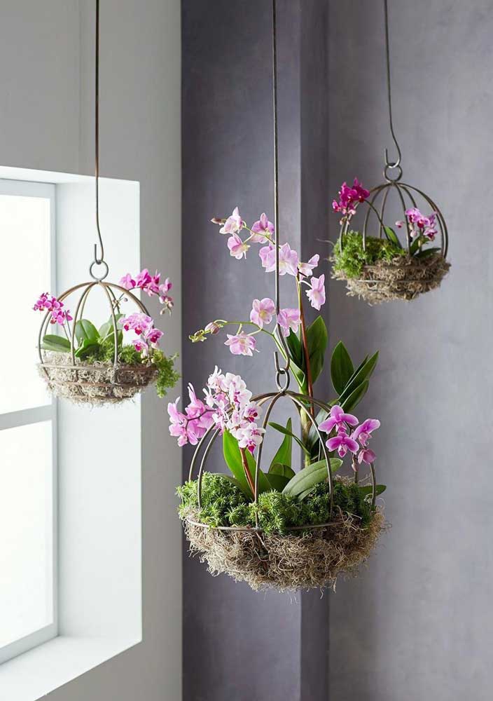 Plantas para sala: tipos, benefícios, dicas e fotos de decoração