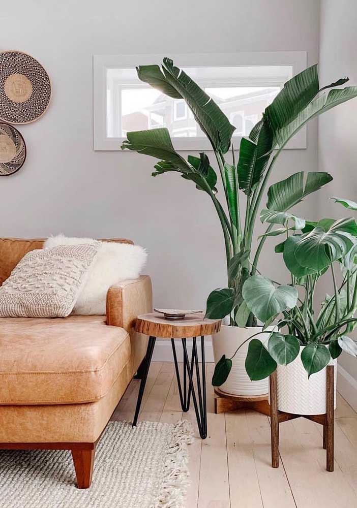 Plantas para sala: tipos, benefícios, dicas e fotos de decoração