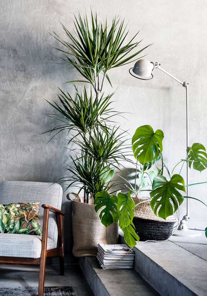 Plantas para sala: tipos, benefícios, dicas e fotos de decoração