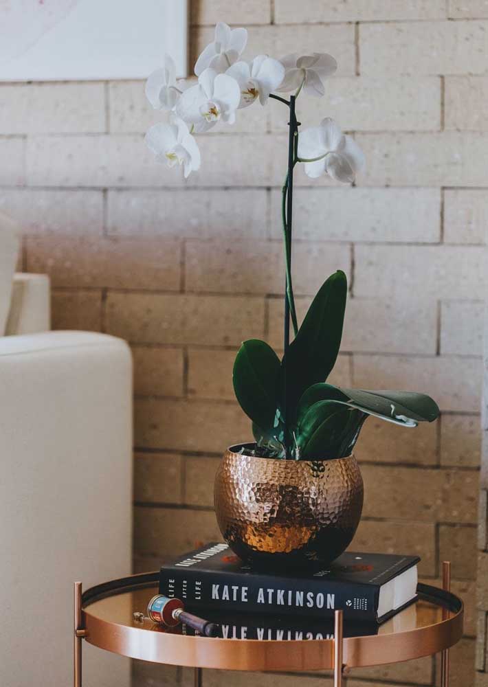 Plantas para sala: tipos, benefícios, dicas e fotos de decoração