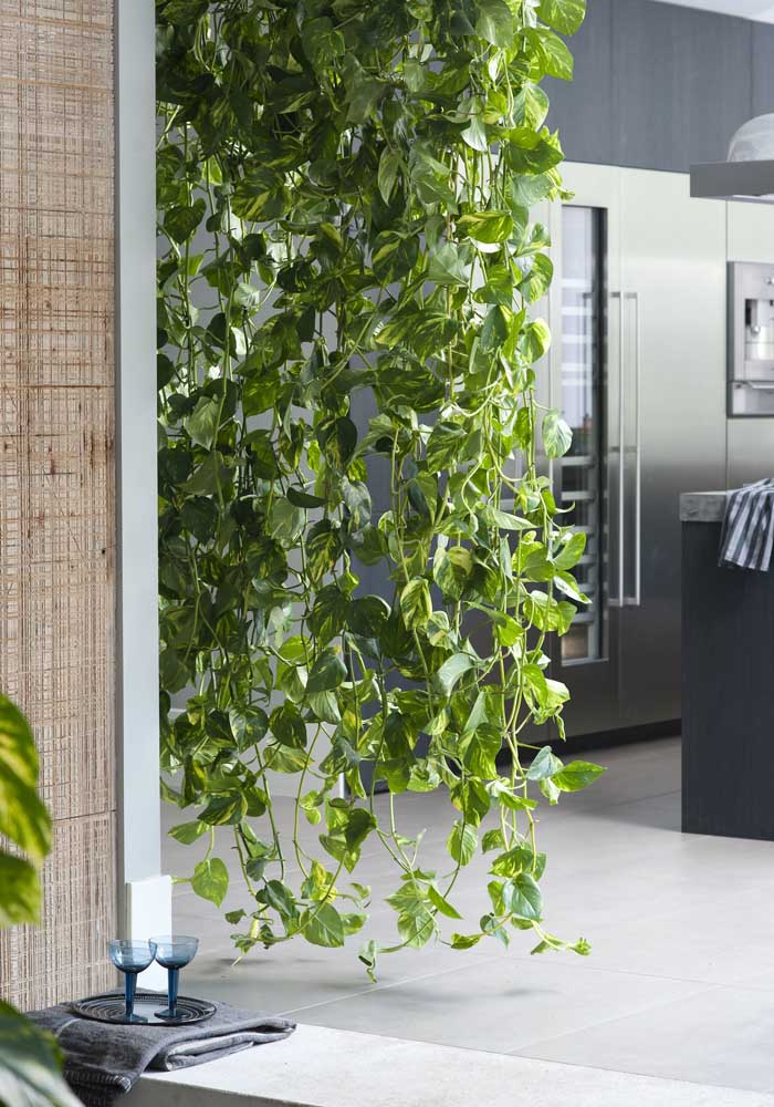 Plantas para sala: tipos, benefícios, dicas e fotos de decoração