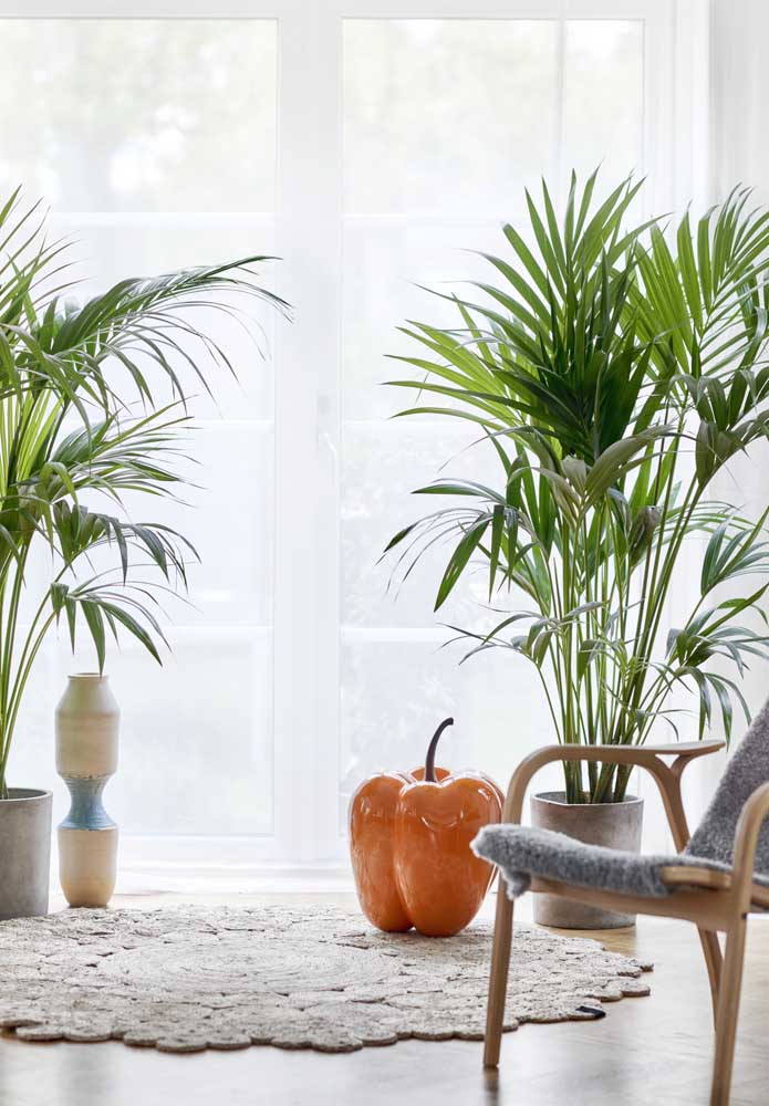 Plantas para sala: tipos, benefícios, dicas e fotos de decoração