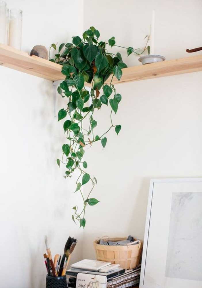 Plantas para sala: tipos, benefícios, dicas e fotos de decoração