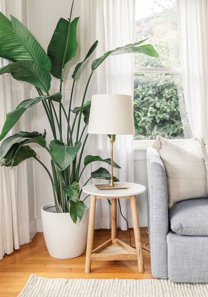Plantas para sala: tipos, benefícios, dicas e fotos de decoração