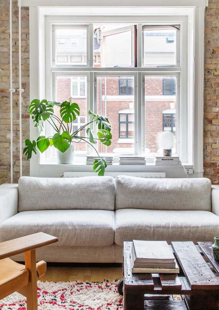 Plantas para sala: tipos, benefícios, dicas e fotos de decoração