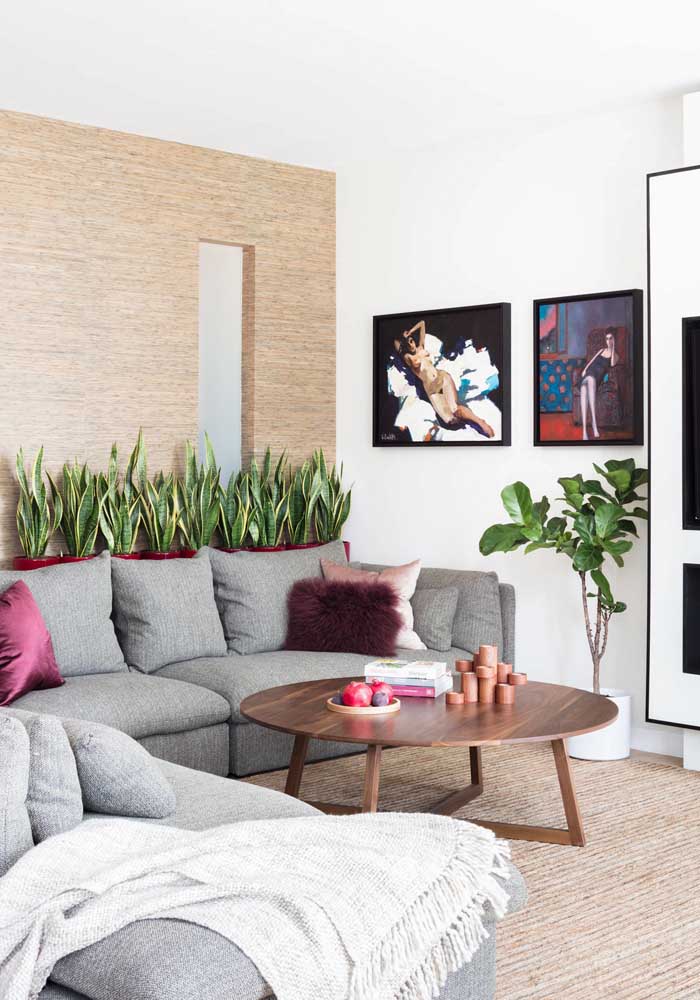 Plantas para sala: tipos, benefícios, dicas e fotos de decoração