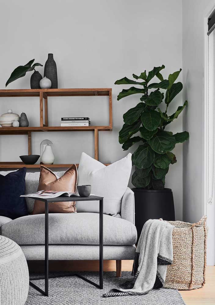 Plantas para sala: tipos, benefícios, dicas e fotos de decoração