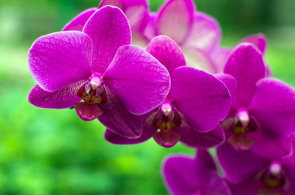 Como fazer muda de orquídea: veja o passo a passo e dicas essenciais