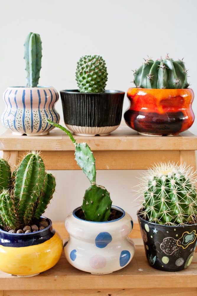 Plantas ornamentais: o que são, exemplos, espécies e fotos incríveis para você ver