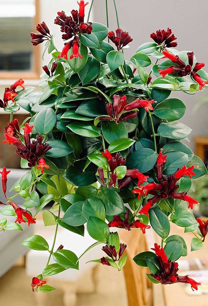 Plantas ornamentais: o que são, exemplos, espécies e fotos incríveis para você ver