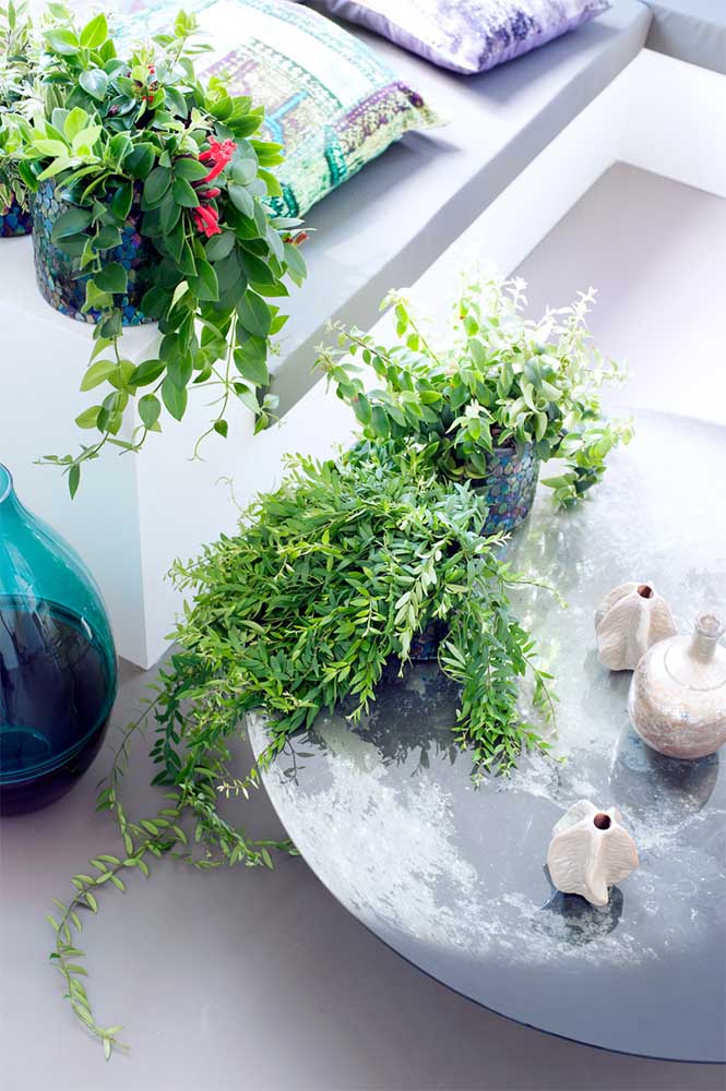 Plantas ornamentais: o que são, exemplos, espécies e fotos incríveis para você ver