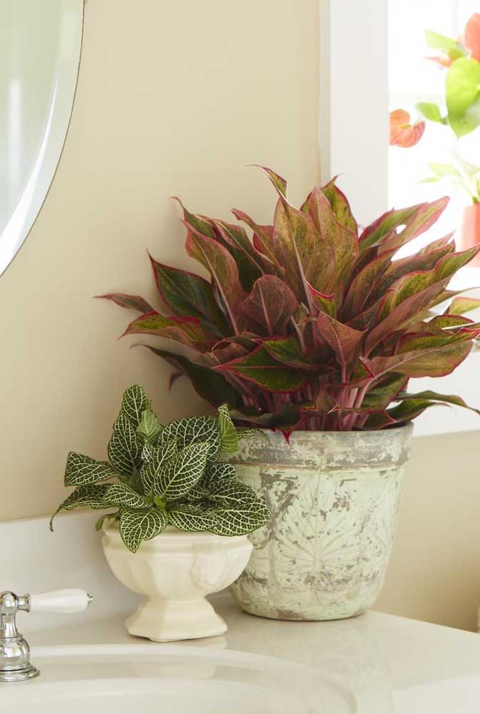 Plantas ornamentais: o que são, exemplos, espécies e fotos incríveis para você ver