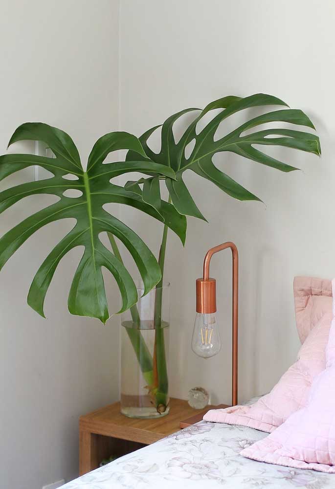 Plantas ornamentais: o que são, exemplos, espécies e fotos incríveis para você ver