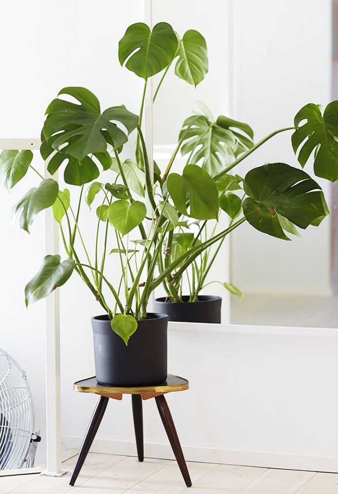 Plantas ornamentais: o que são, exemplos, espécies e fotos incríveis para você ver