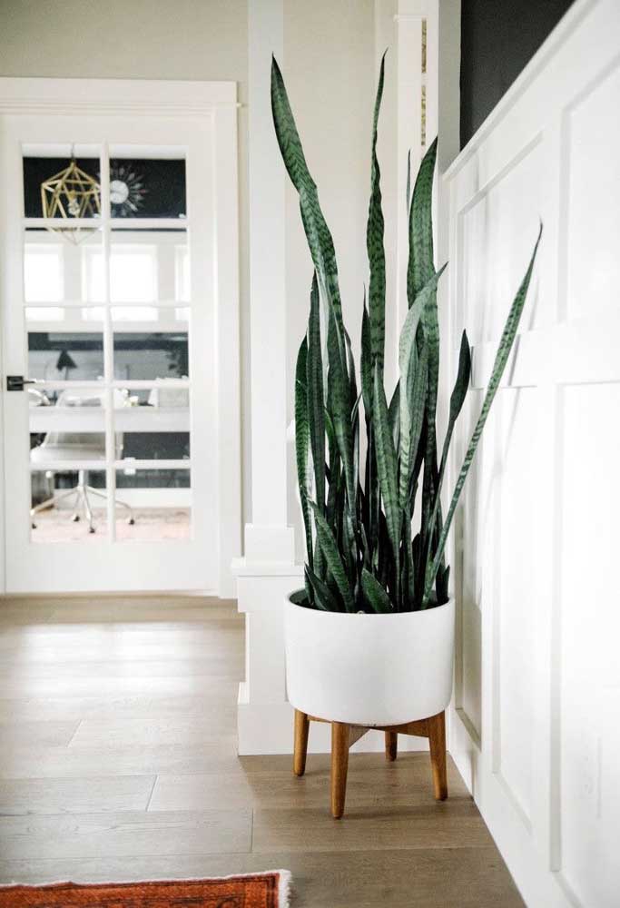 Plantas ornamentais: o que são, exemplos, espécies e fotos incríveis para você ver