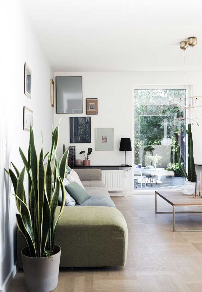 Plantas ornamentais: o que são, exemplos, espécies e fotos incríveis para você ver