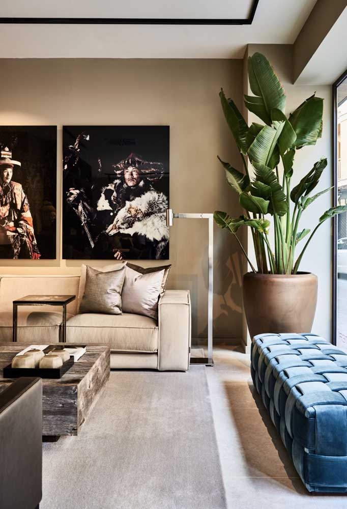 Plantas ornamentais: o que são, exemplos, espécies e fotos incríveis para você ver