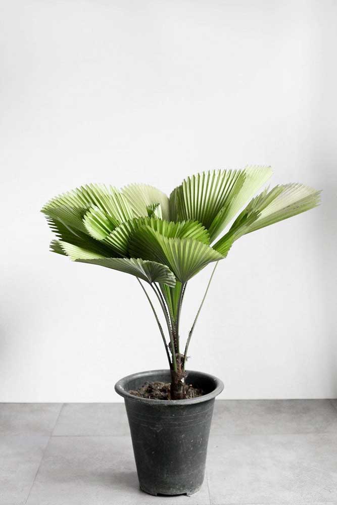 Plantas ornamentais: o que são, exemplos, espécies e fotos incríveis para você ver