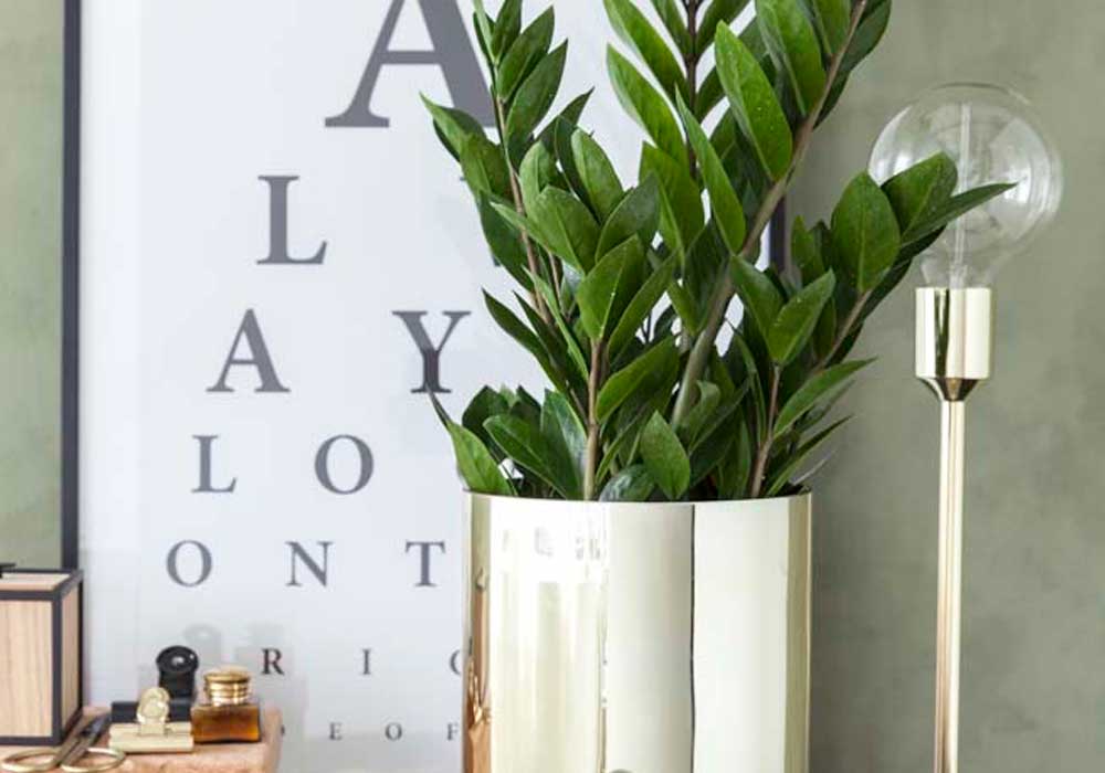 Plantas ornamentais
