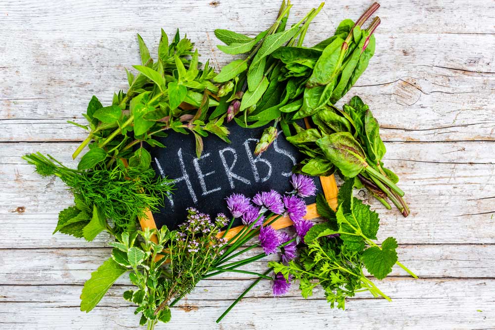 Repelente caseiro: soluções naturais para espantar os insetos e proteger sua família