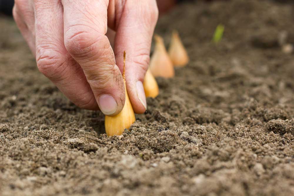Como plantar cebola: confira 3 maneiras simples para você aprender