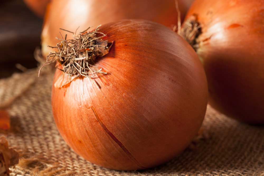 Como plantar cebola: confira 3 maneiras simples de fazer