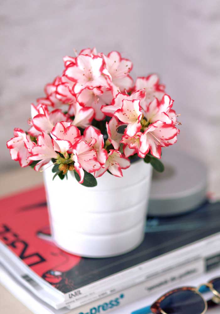 Flores do campo: tipos, espécies e dicas para decorar com elas