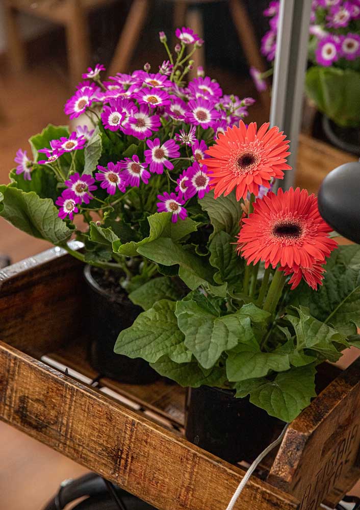 Flores do campo: tipos, espécies e dicas para decorar com elas