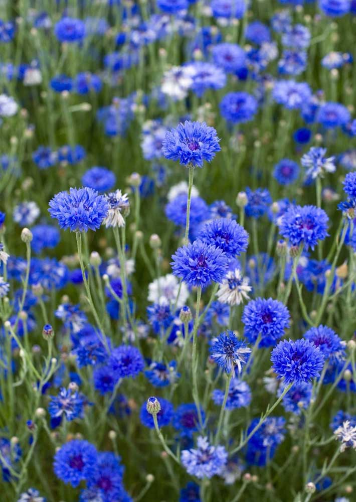 Flores do campo: tipos, espécies e dicas para decorar com elas