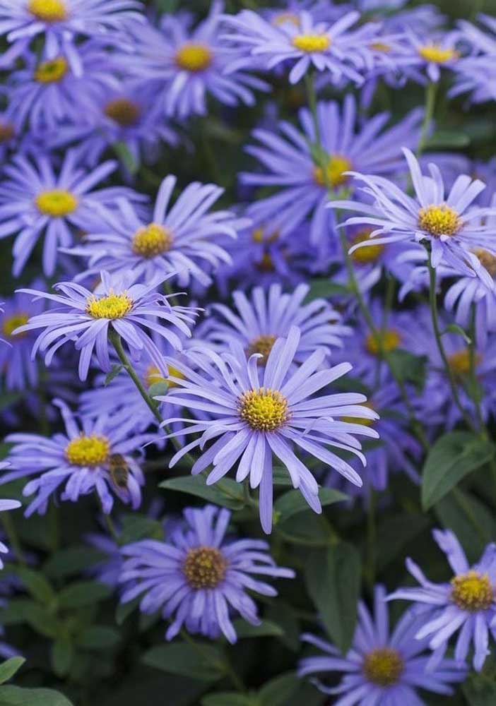 Flores do campo: tipos, espécies e dicas para decorar com elas