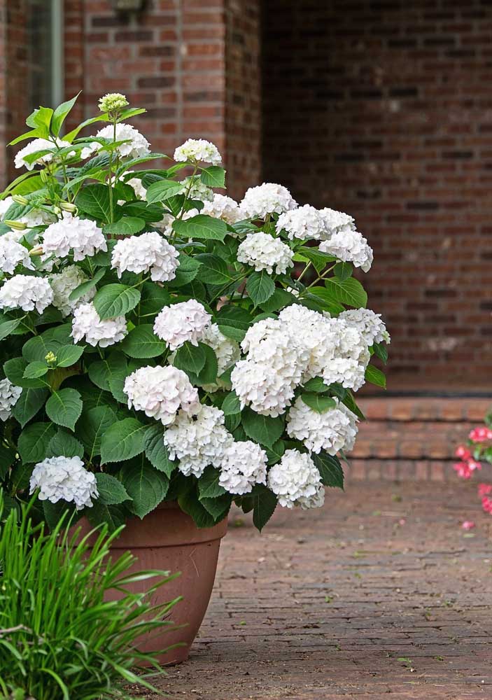 Flores do campo: tipos, espécies e dicas para decorar com elas