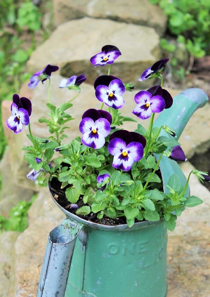 Flores do campo: tipos, espécies e dicas para decorar com elas