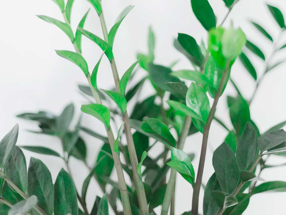 Como plantar Zamioculca: conheça 8 dicas essenciais para iniciar o plantio