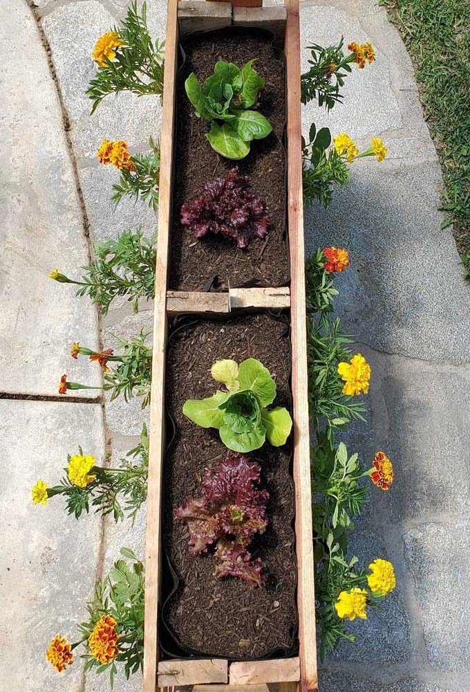 Aproveitando bem os espaços disponíveis: no canteiro central, uma hortinha com verduras e, nas laterais, cravos coloridos e super aromáticos.